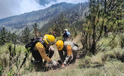 Ejército reforesta Parque Nacional Pico de Orizaba en Veracruz; plantan alrededor de mil 500 árboles