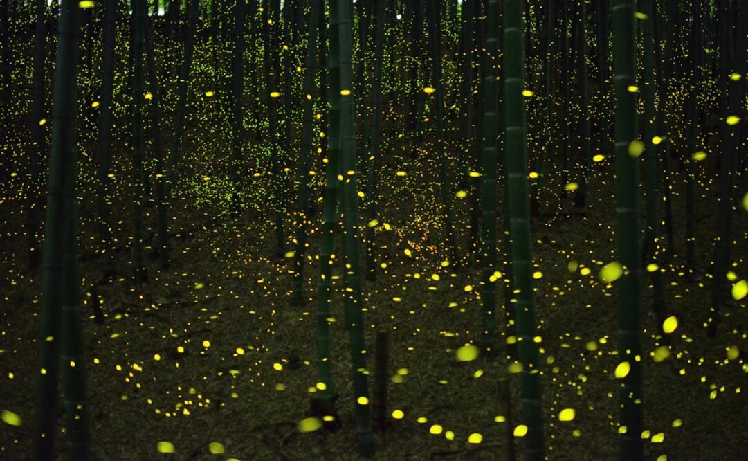 El avistamiento de luciérnagas se da en los meses de verano, con la temporada de lluvias. Foto: Wikimedia Commons. Kazhidegu