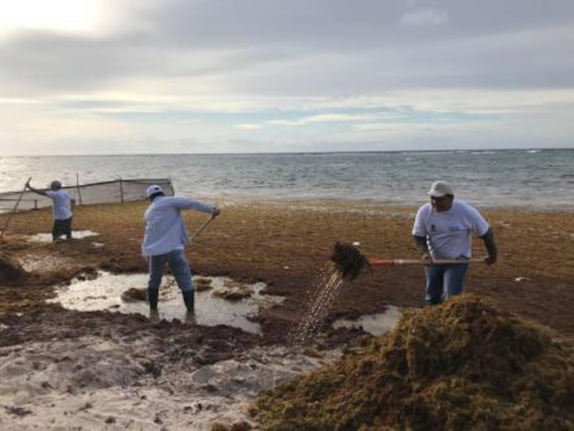 Evalúan colocar barreras en el mar para contener sargazo en Quintana Roo