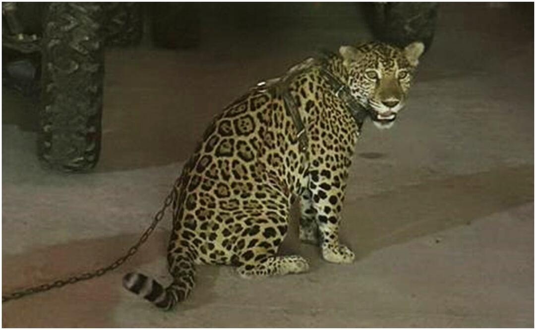 Jaguar decomisado en propiedad de "El Primito" del CJNG. Foto: Especial.