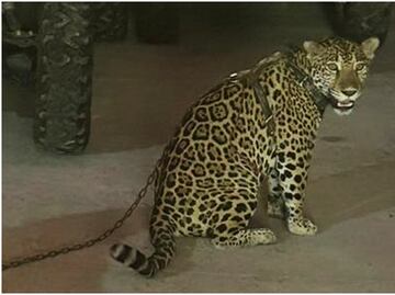 Catean 8 propiedades de "El Primito", líder regional del CJNG; decomisan arsenal, jaguares, monos y guacamayas