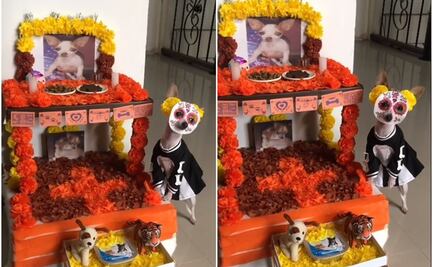 VIDEO: ¿Listo para recibir el Día de Muertos? Perrito disfrazado de catrina conmueve TikTok