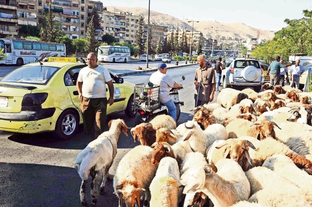 Sirios dialogan junto a un rebaño de ovejas en Damasco. Musulmanes alrededor del mundo se preparan para festejar el festival anual del Eid al-Adha, o el Festival del Sacrificio (AMMAR SAFARJALANI. XINHUA)