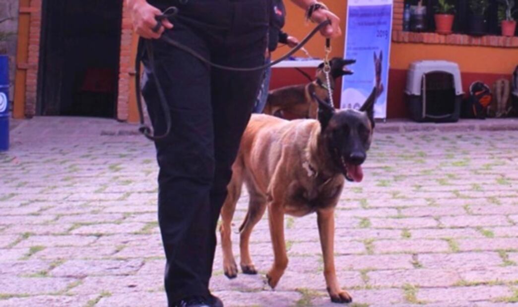 Estas son las mejores razas de perros rescatistas