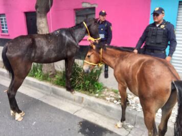 Rescatan a dos caballos que galopaban en Eduardo Molina