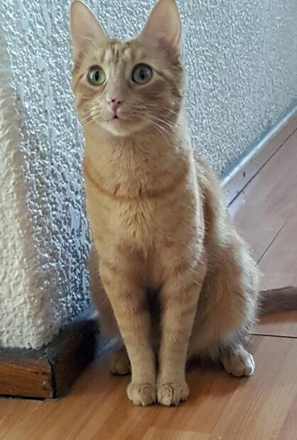 Científicos ven en tener mascotas beneficios para la salud