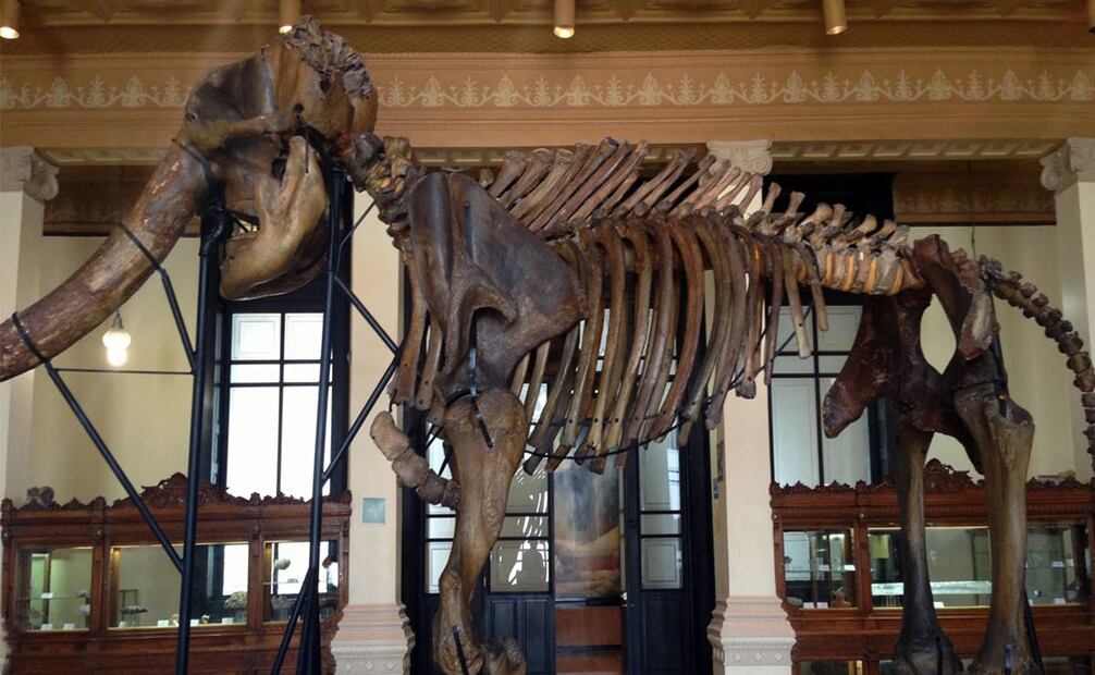 Mamut en la sala principal del Museo de Geología de la UNAM. Cortesía: Fundación UNAM-Museo de Geología de la UNAM.
