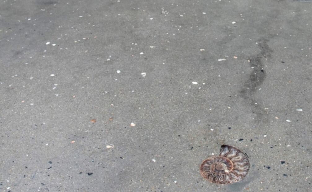 En plena calle, hallan fósiles de moluscos de era de los dinosaurios en Bangkok