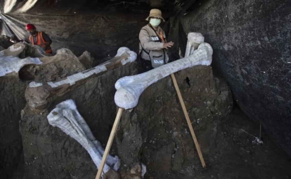 World’s largest mammoth central found in Mexico's new airport could solve the riddle to their extinction