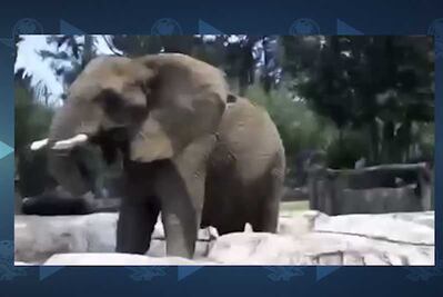 Graban reacción de elefanta Ely durante 19/S