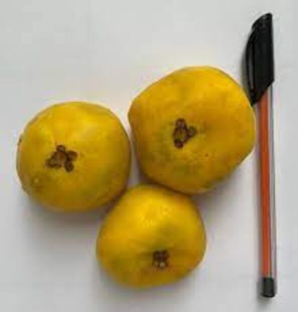 Guayaba amazónica. Fuente: Universidad Nacional de Colombia