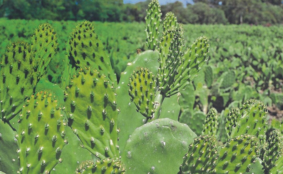 Nopal podría prevenir obesidad y diabetes tipo 2 desde la gestación. Foto Especial