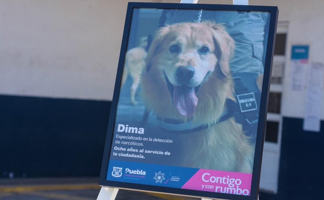 Los restos del ejemplar permanecerán en las instalaciones de la Unidad Canina, lugar que fungió como su hogar. Foto: Especial