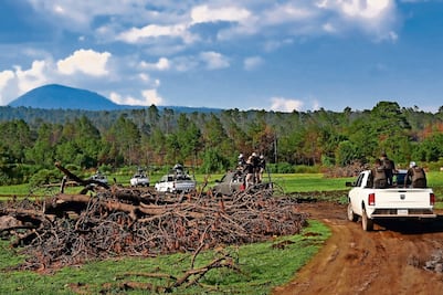 Talan hasta 400 árboles al día en Tlalpan