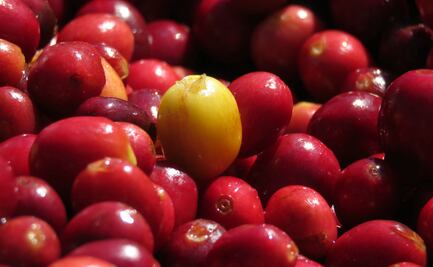 Concursarán para preparar la mejor taza de café