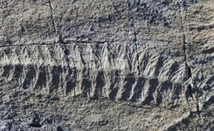 Evidencia antigua de reproducción en un organismo complejo