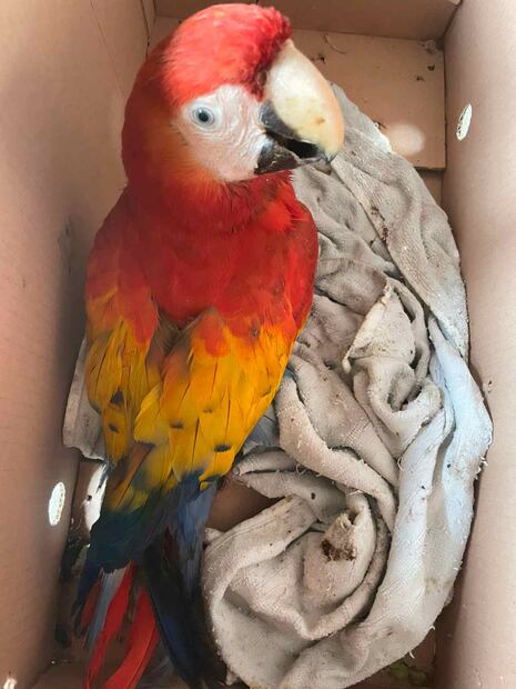 Profepa rescata aves traficadas ilegalmente en mercado de Oaxaca. Foto: Especial