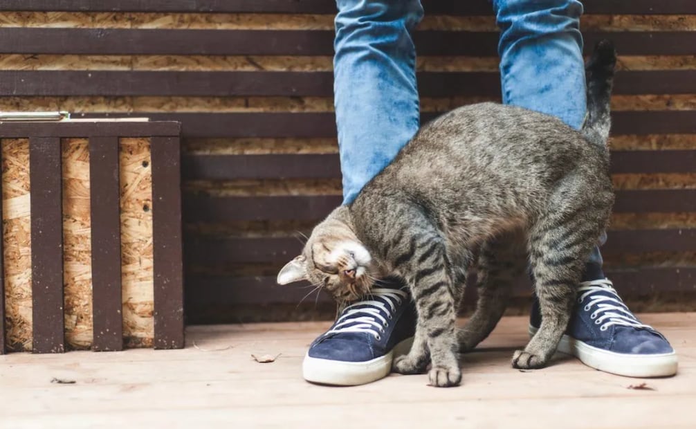 Conoce qué es el "bunting" y el significado de que tu gato se talle contra ti. Foto: Ultimate Pet Nutrition