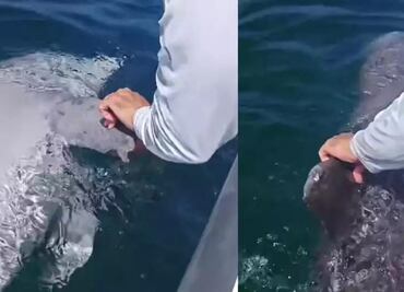 Hallan a delfín muerto cerca de Progreso, Yucatán; sospechan que murió por redes de pesca o por choque con un barco