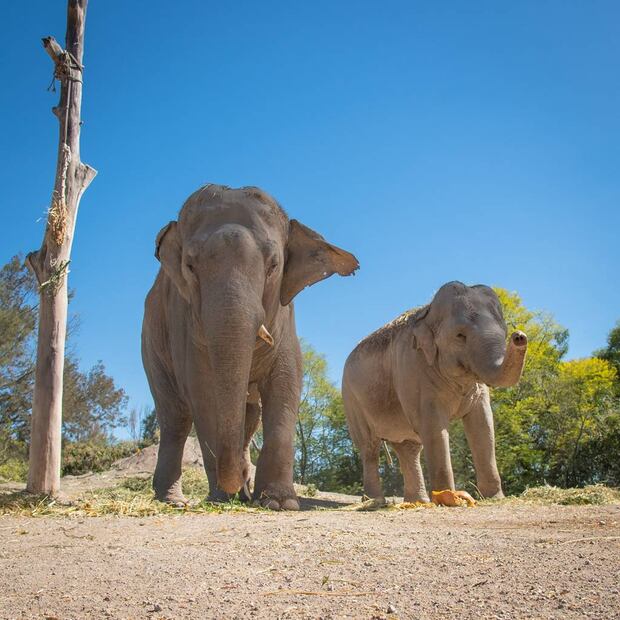Convivir con jirafas, rinocerontes o leones es posible con experiencias personalizadas.
Foto: Áfricam Safari