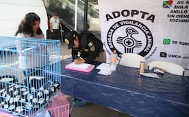 Día Internacional del Gato: en jornada de adopción de michis, adoptantes prefieren a los cachorros