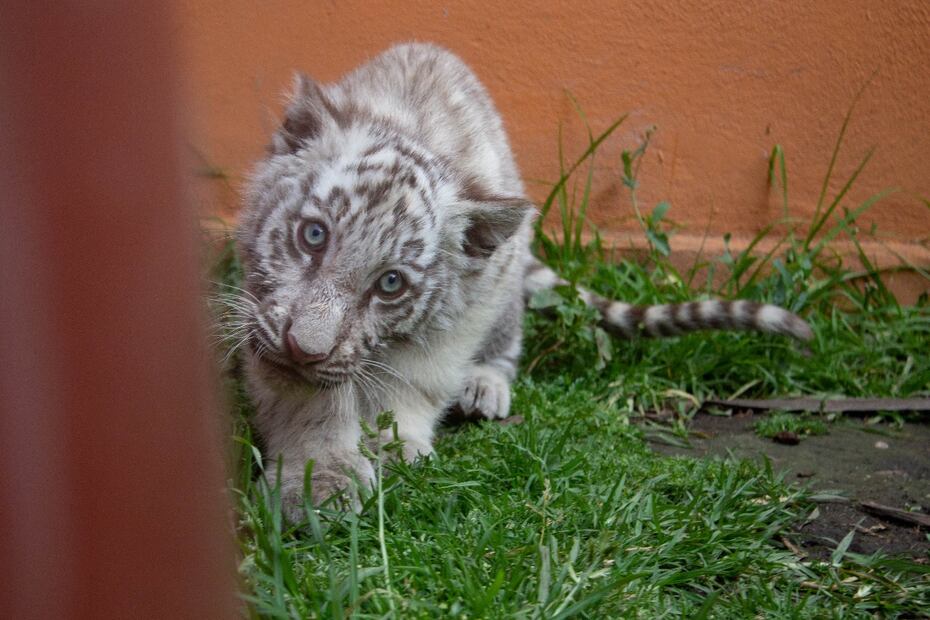Los zoológicos son la última esperanza para los animales que sufren las consecuencias del tráfico ilegal. Foto Napoleón Fillat