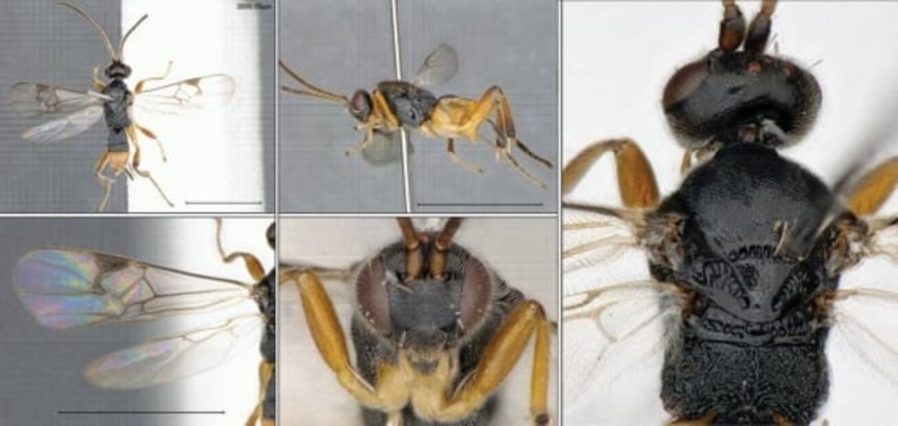 La avispa godzilla, capaz de sumergirse en el agua y atacar a las orugas