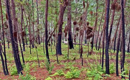 Batalla del Cártel de Sinaloa provocó la peor temporada de incendios en la última década