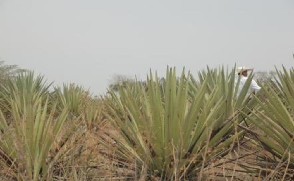 En Jalisco no todo es tequila, también hay mezcales