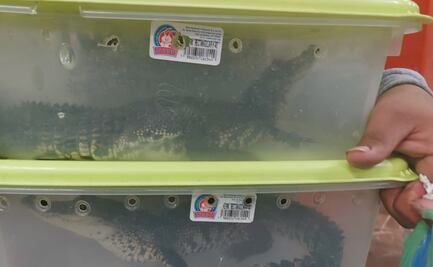 Detienen a jóvenes que llevaban dos cocodrilos dentro de cajas en Metro CDMX