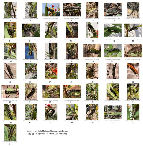 6.	43 orugas diferentes en la terraza.