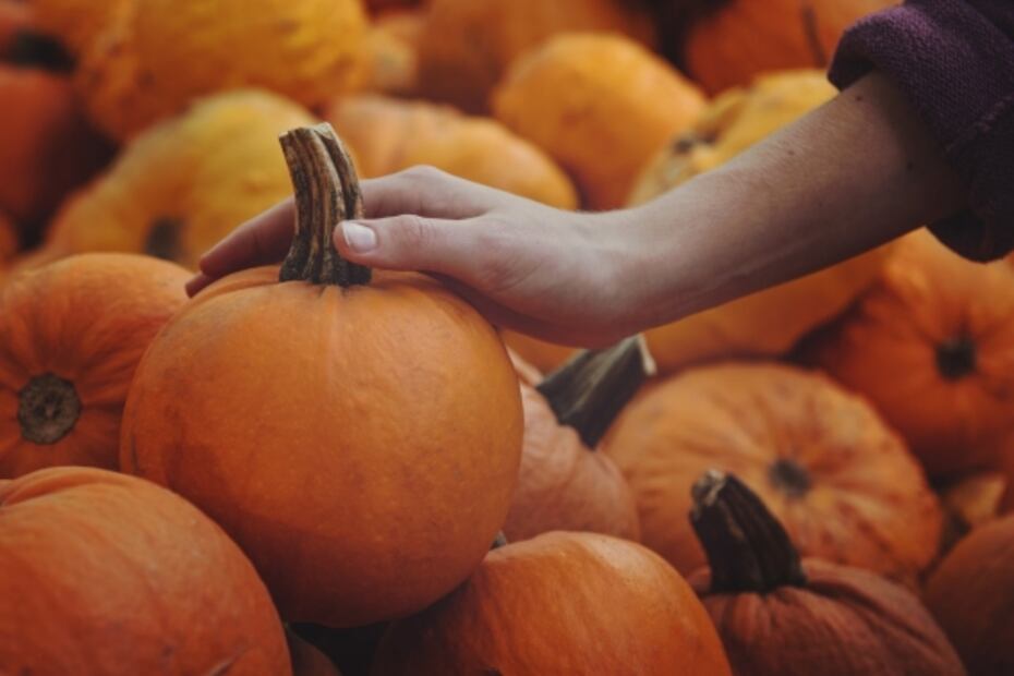 7 lugares para comer pay de calabaza 