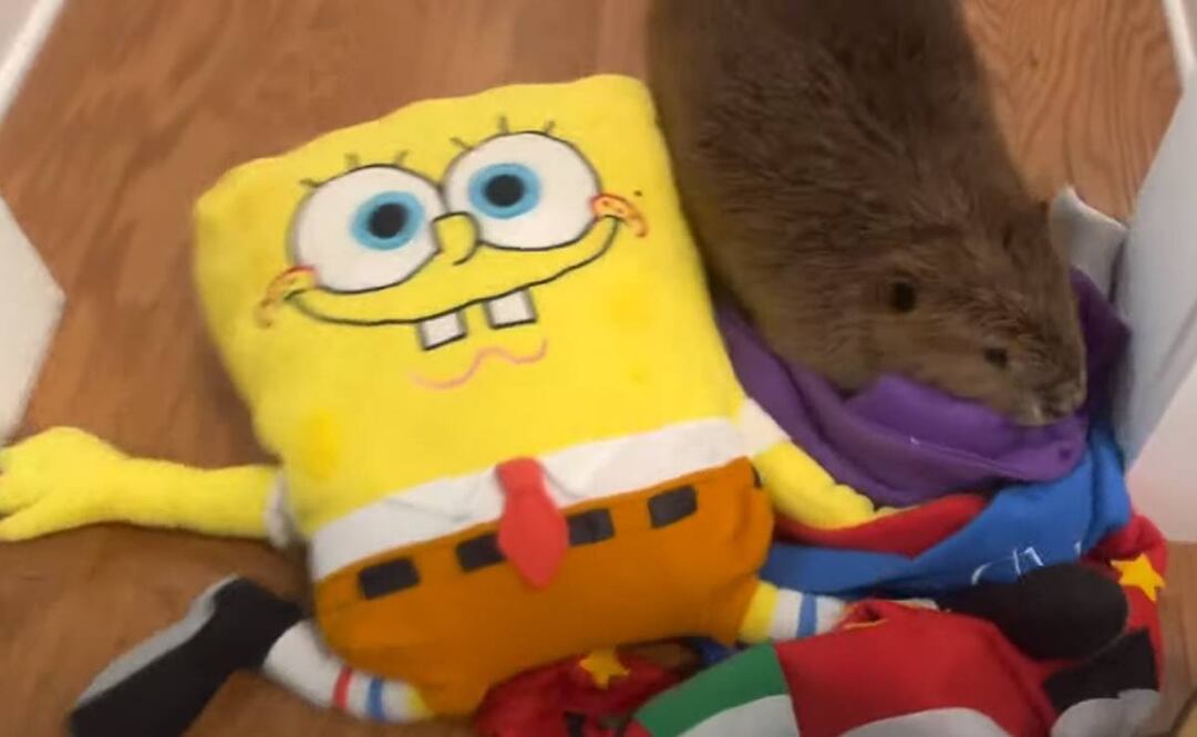 La rescataron luego de que su refugio fuera destruido. Foto: YouTube