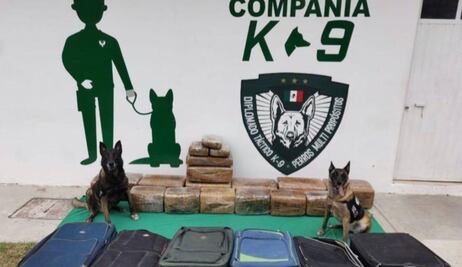 Agentes caninos detectan 130 kilos de marihuana dentro de maletas en central de autobuses en Xalapa