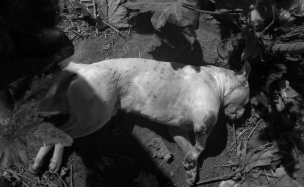 Detienen a sujeto que disparó contra perrito pitbull en Ecatepec