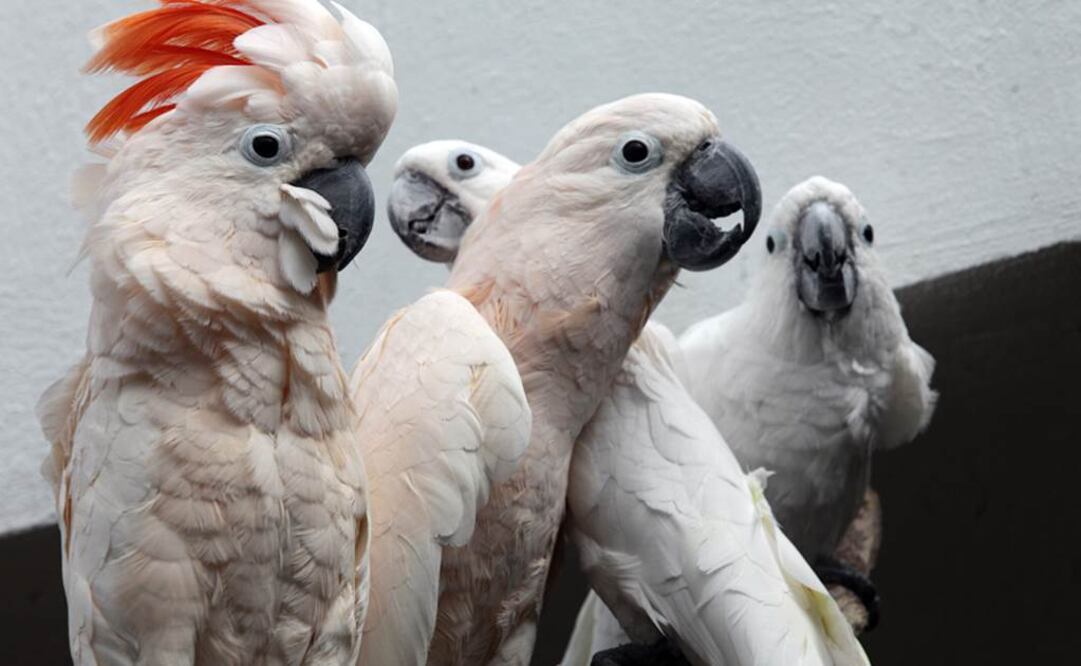 Jorge ALvarado / EL UNIVERSAL