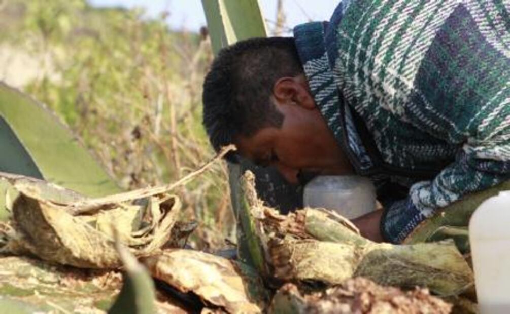 El Pulque, bebida ancestral rodeada de mitos y leyendas