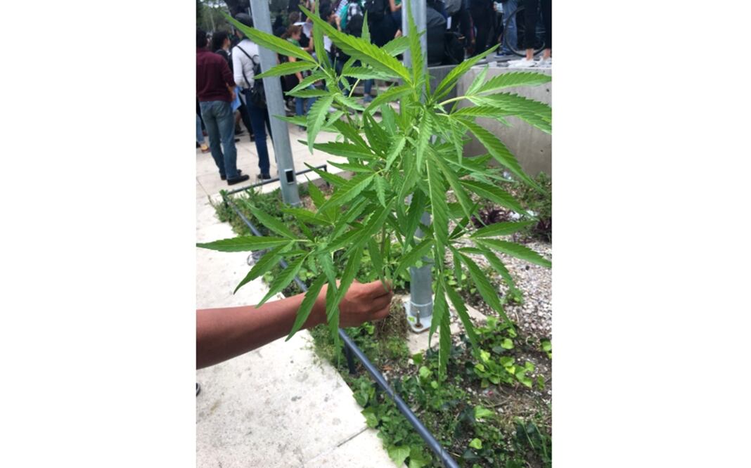 Las plantas son "propiedad" de un par de franeleros que trabajan en los alrededores de este monumento. Foto: Pedro Villa y Caña