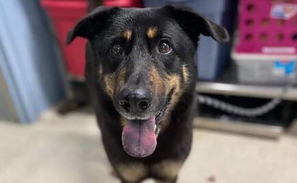 Familia abandonó a un perro por temor a que fuera gay