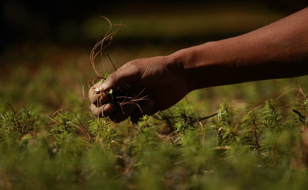 A man clears debris from a patch of pine seedlings at a reforestation project in Mexico – Photo: Dario Lopez-Mills/AP