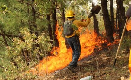 Incendios en Jalisco dañan matorrales: Conafor