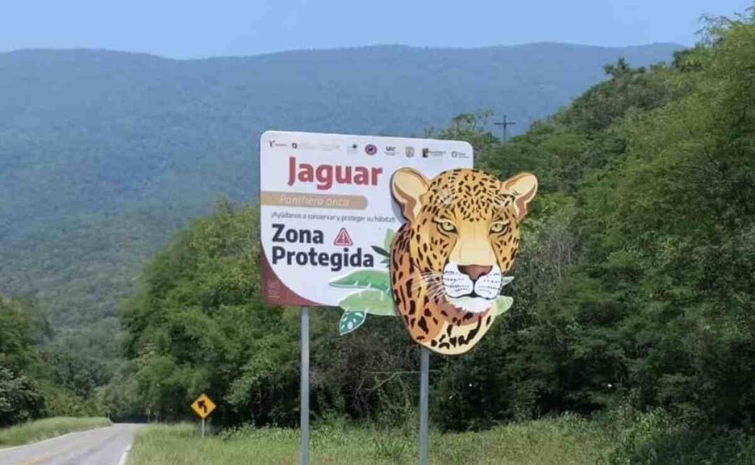 En Palmillas, la información es referente a la mariposa monarca; la del ocelote se colocó por el rumbo de Llera; mientras que en la carretera Mante-Ocampo la información es sobre la guacamaya, entre otras más. Foto: Especial