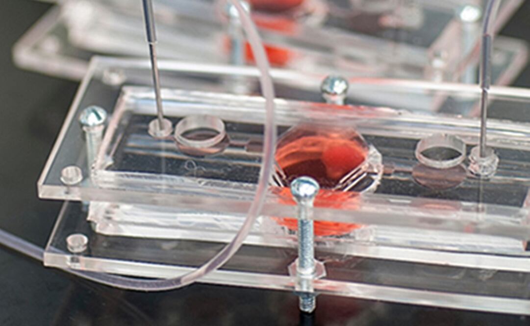 "El cuerpo en un chip", alternativa para probar nuevos medicamento. Foto: Instituto Wake Forest