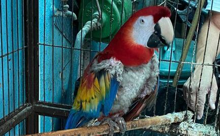 Aseguran 18 aves exóticas, algunas en peligro de extinción, en Iztapalapa; ejemplares se arrancaban su plumaje por estrés