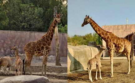 ¡Buscan nombre para jirafa bebé de San Juan de Aragón!