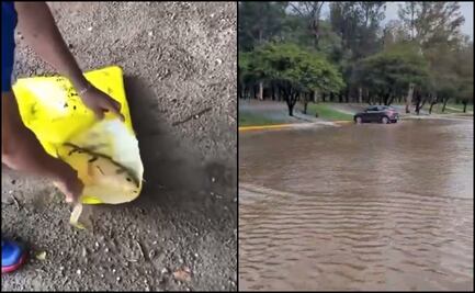 VIDEO: Se desbordan lagos del parque Tangamanga I en San Luis Potosí; peces mueren en plena calle