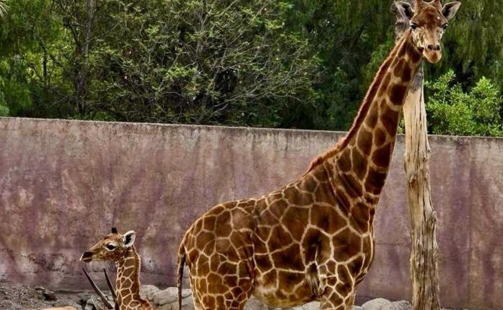La jirafa bebé que nació en abril en el Centro de Conservación de la Vida Silvestre de San Juan de Aragón por fin tiene nombre. Foto: Especiales
