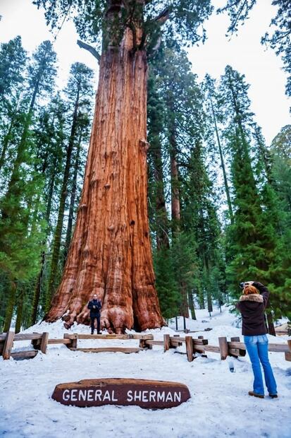 Dónde está General Sherman, el árbol más grande del planeta 