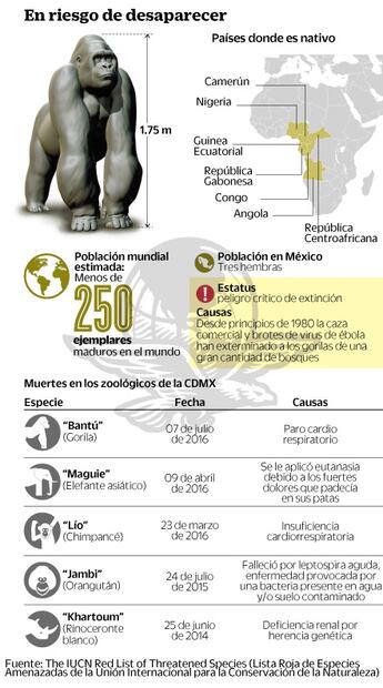 Expertos presumen negligencia médica en muerte de 'Bantú'
