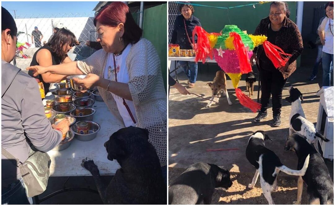 Foto: Especiales / Perros callejeros disfrutan festejo navideño en Matamoros